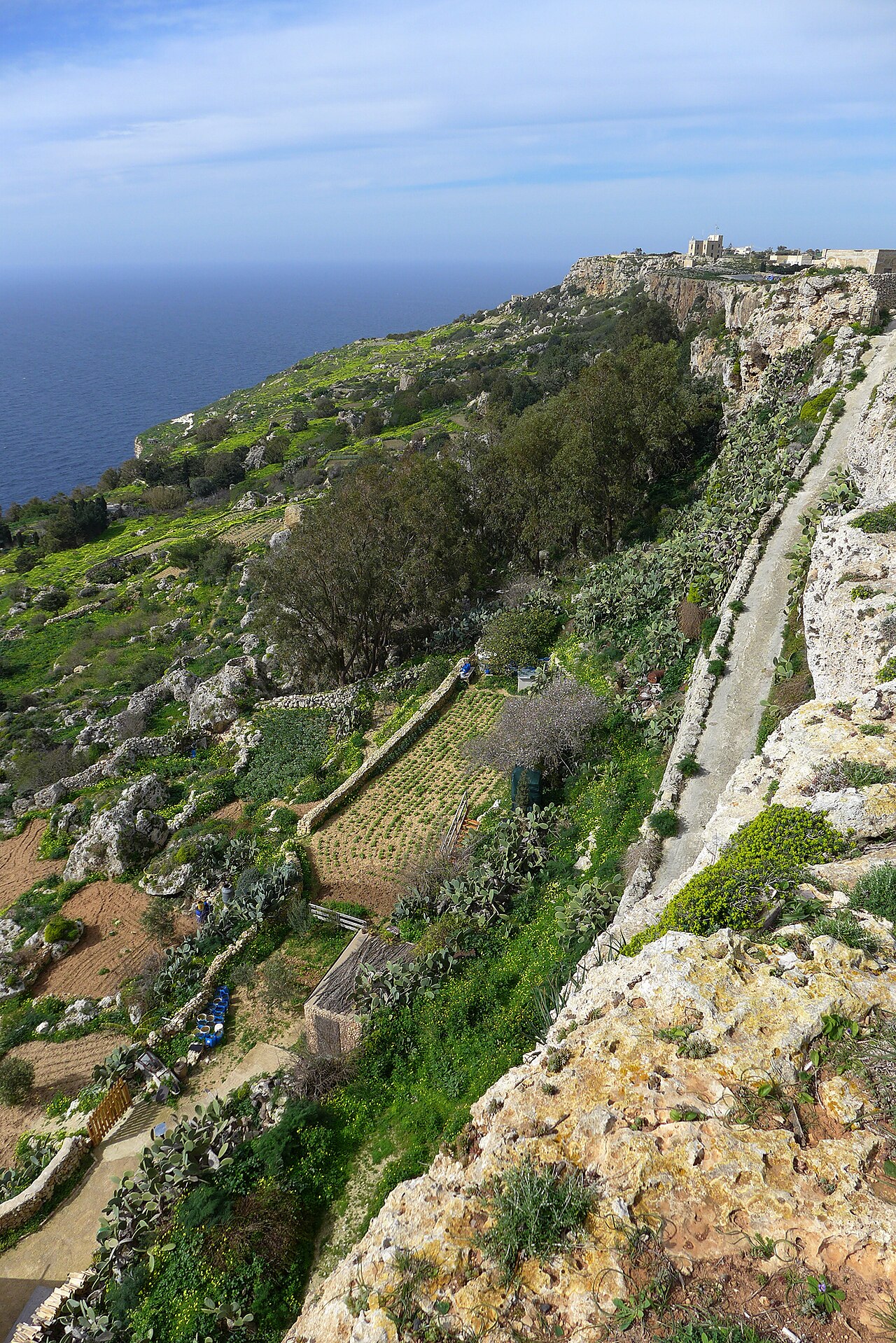 Green terraces near Dingli on Malta’s western coast